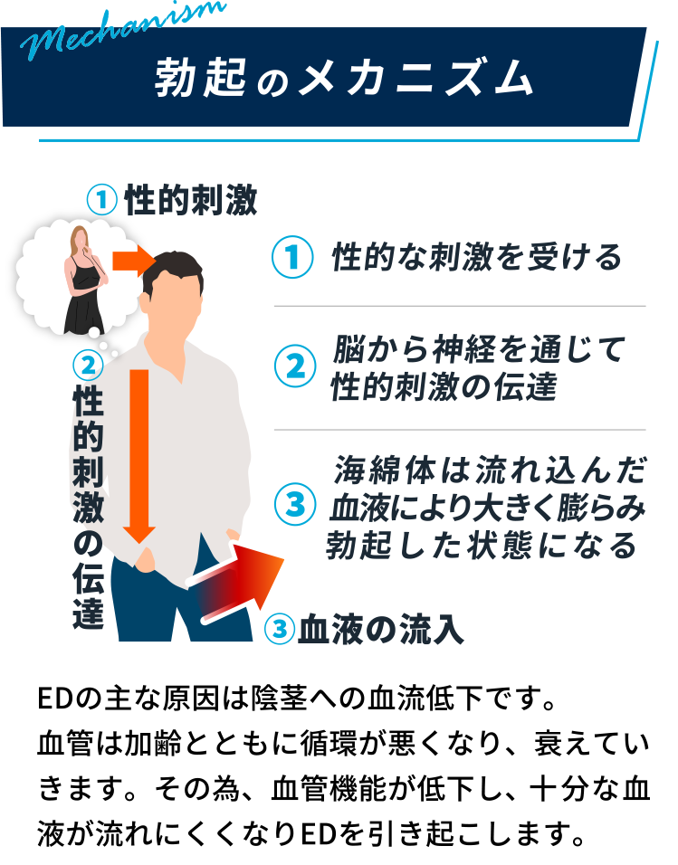 勃起のメカニズム
